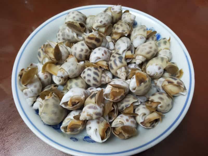 小海螺