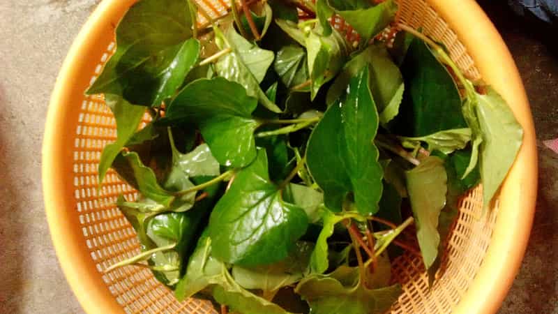嫩豆腐魚腥草湯