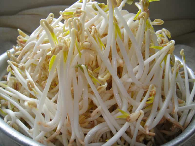 綠豆芽