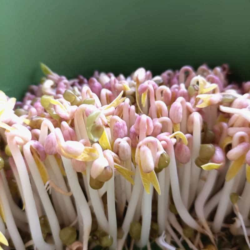 自發性綠豆芽
