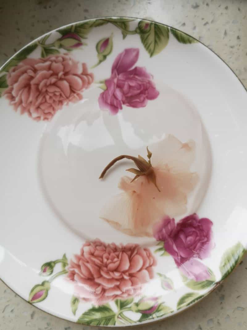 櫻花小兔子水信