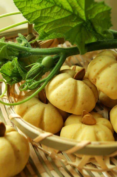 小南瓜餅乾