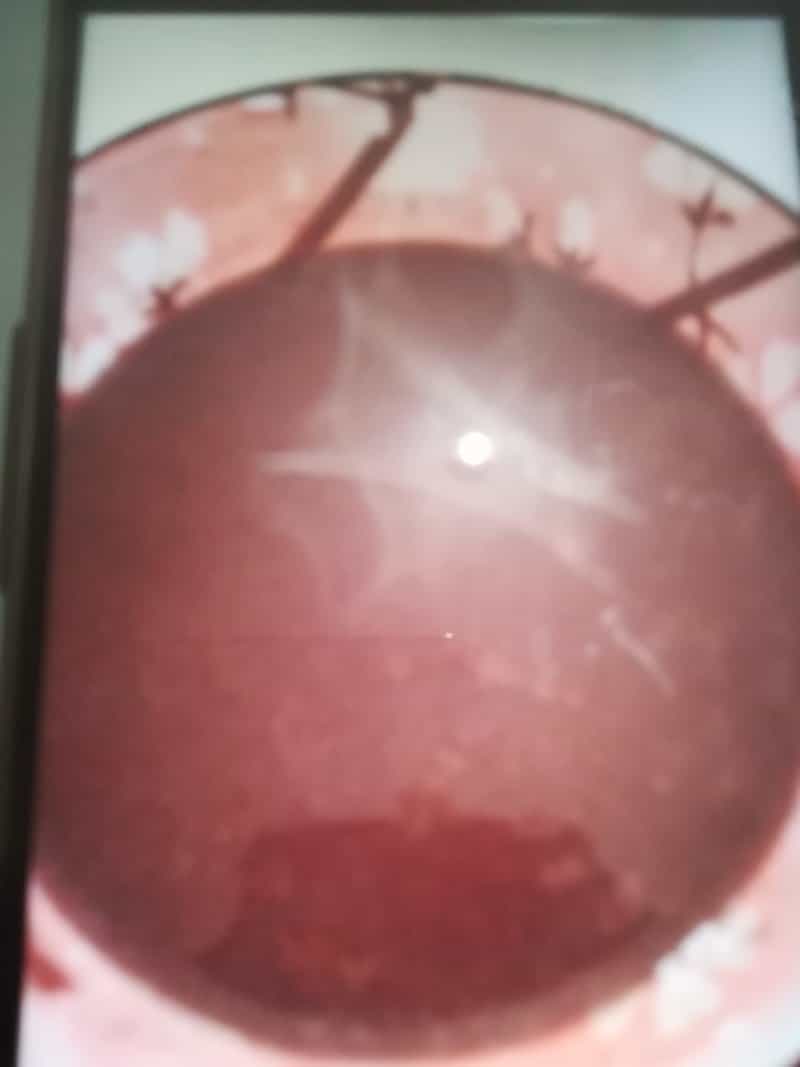 黑米豆漿